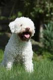 LAGOTTO 015